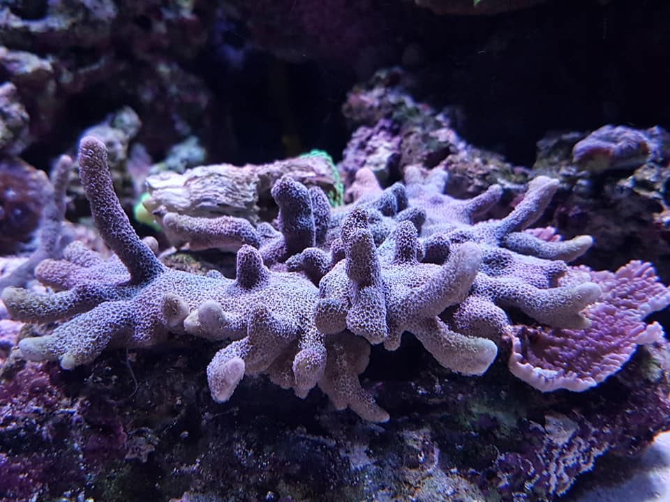 koralli oulu meriakvaario