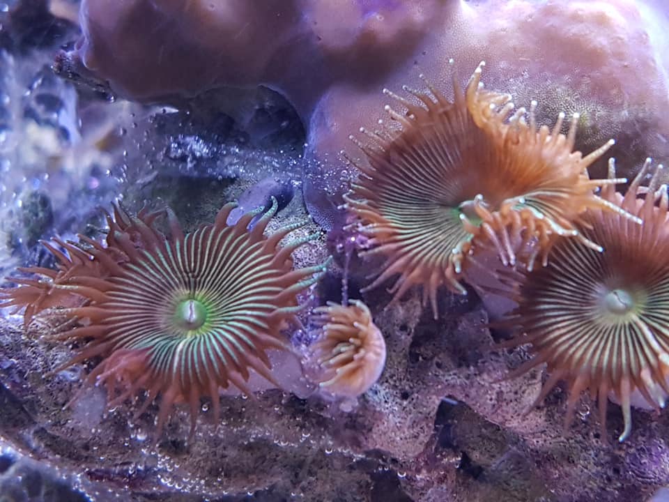 Muskettikoira litteät korallit